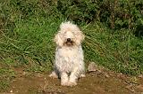 PTIT BASSET GRIFFON V.  001